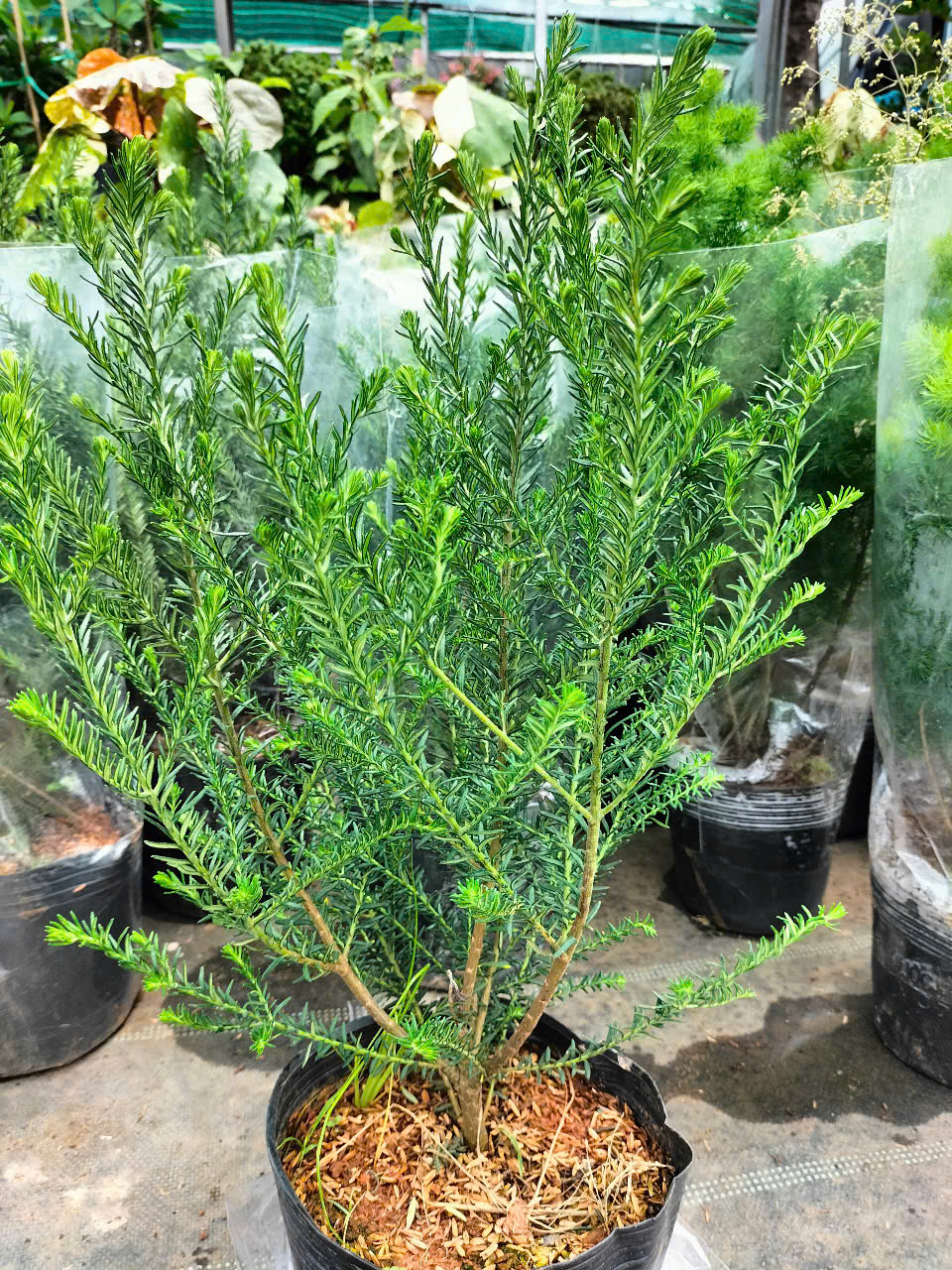 cây hoa gạo sữa trắng