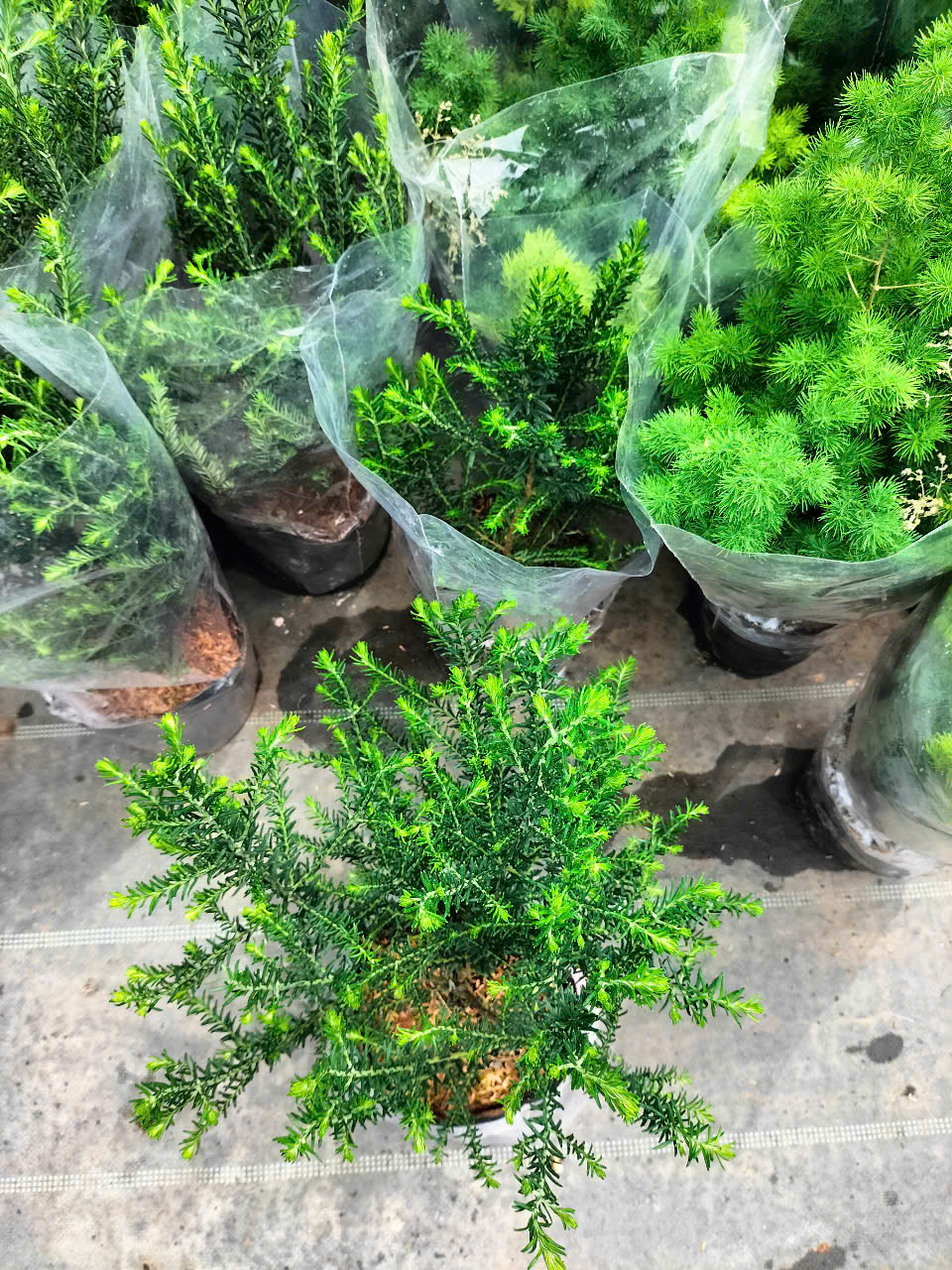 cây hoa gạo sữa trắng