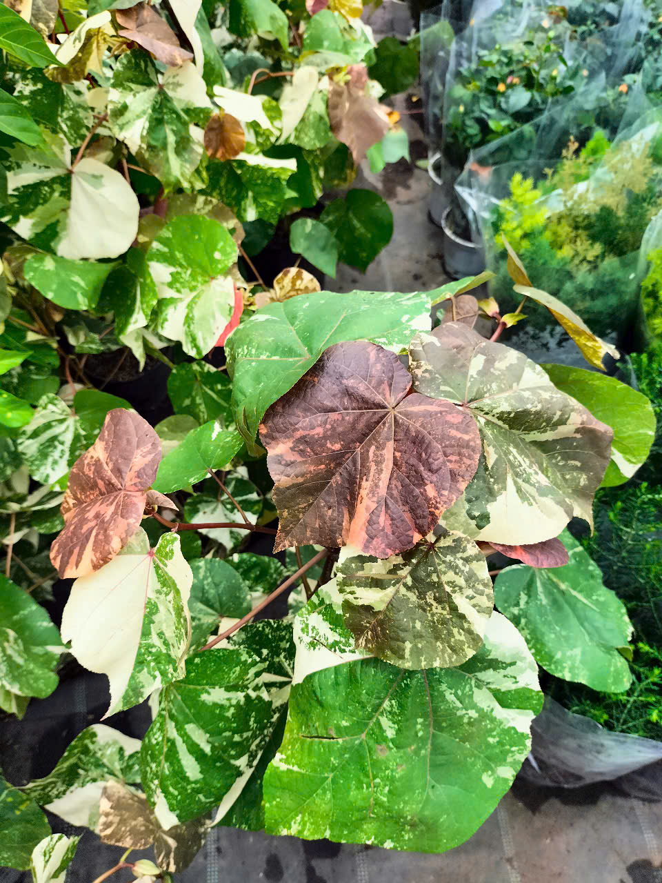 cây tra var (dòng đột biến của cây Tra)