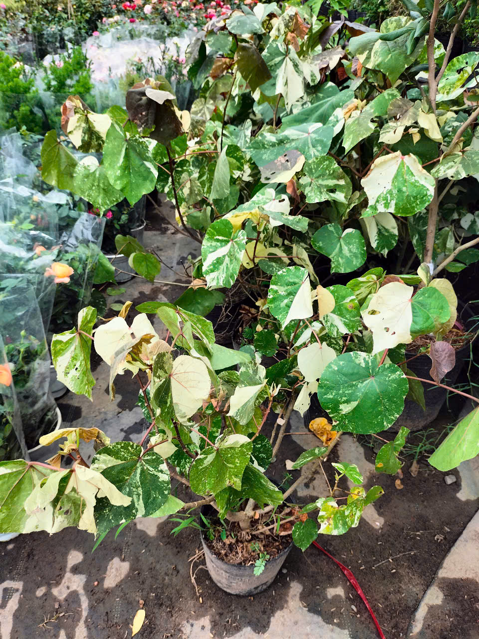 cây tra var (dòng đột biến của cây Tra)