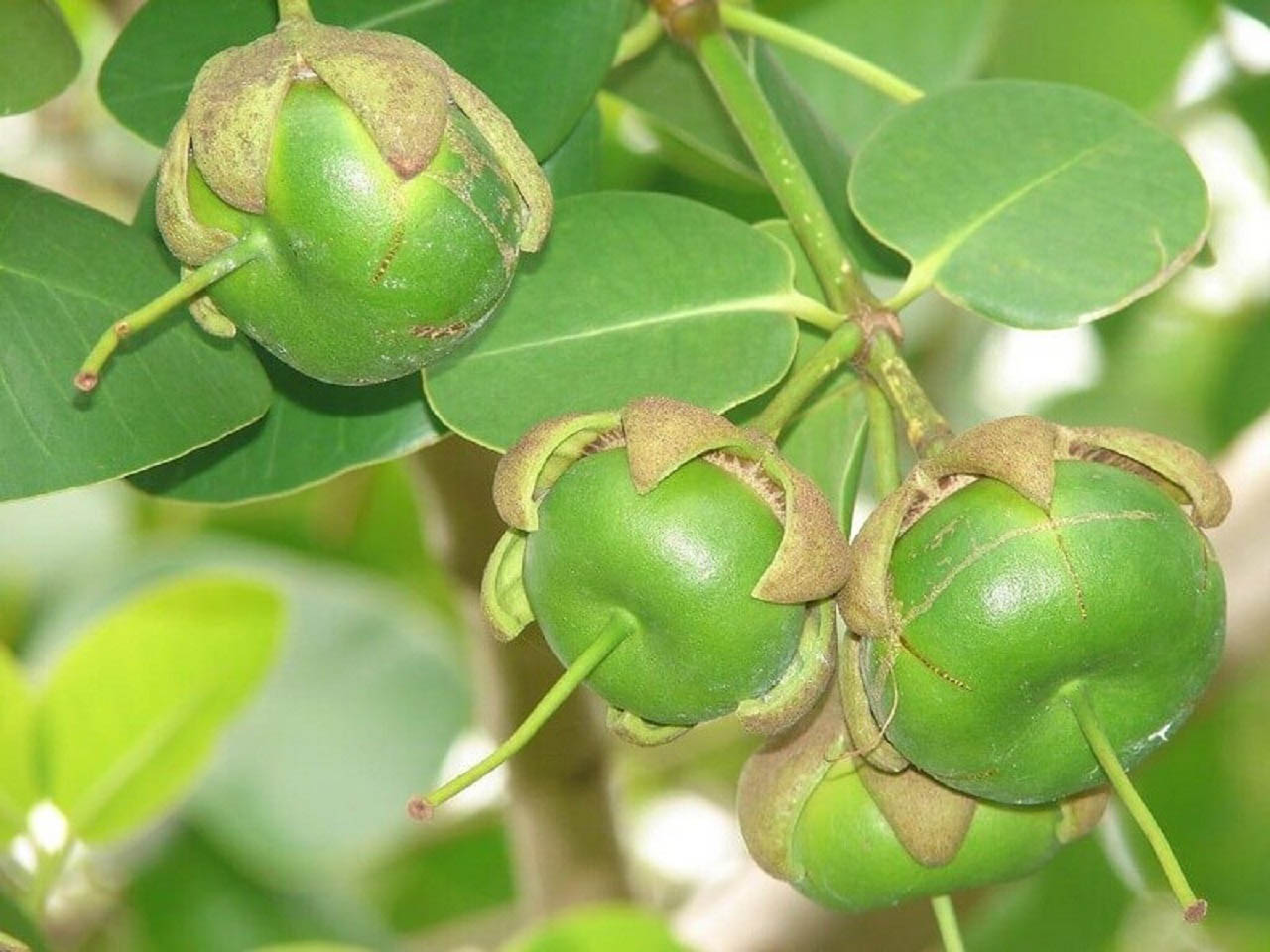 công dụng của trái bần ổi