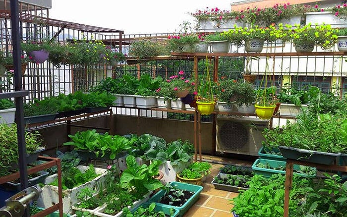 Xu hướng làm vườn mini trên sân thượng