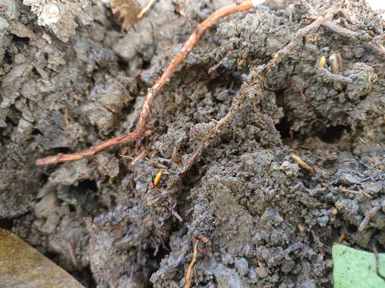 phòng bệnh cây ăn trái mùa mưa