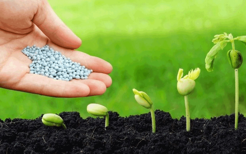 Cách bón phân hữu cơ cho cây ăn trái tại nhà