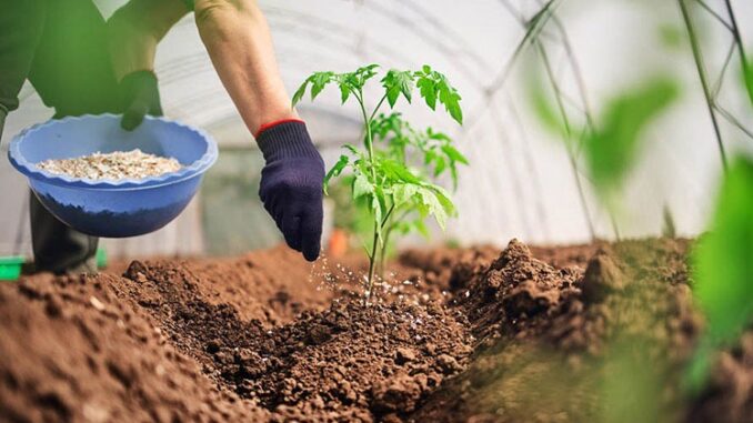 Cách bón phân hữu cơ cho cây ăn trái tại nhà