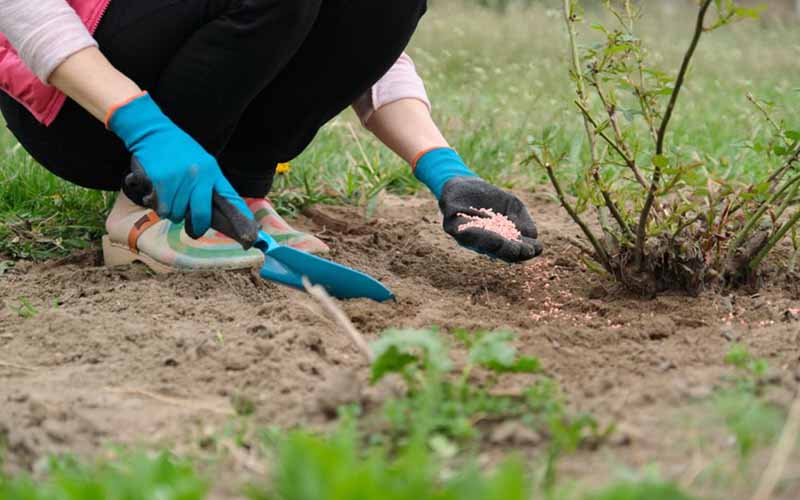 Cách bón phân hữu cơ cho cây ăn trái tại nhà