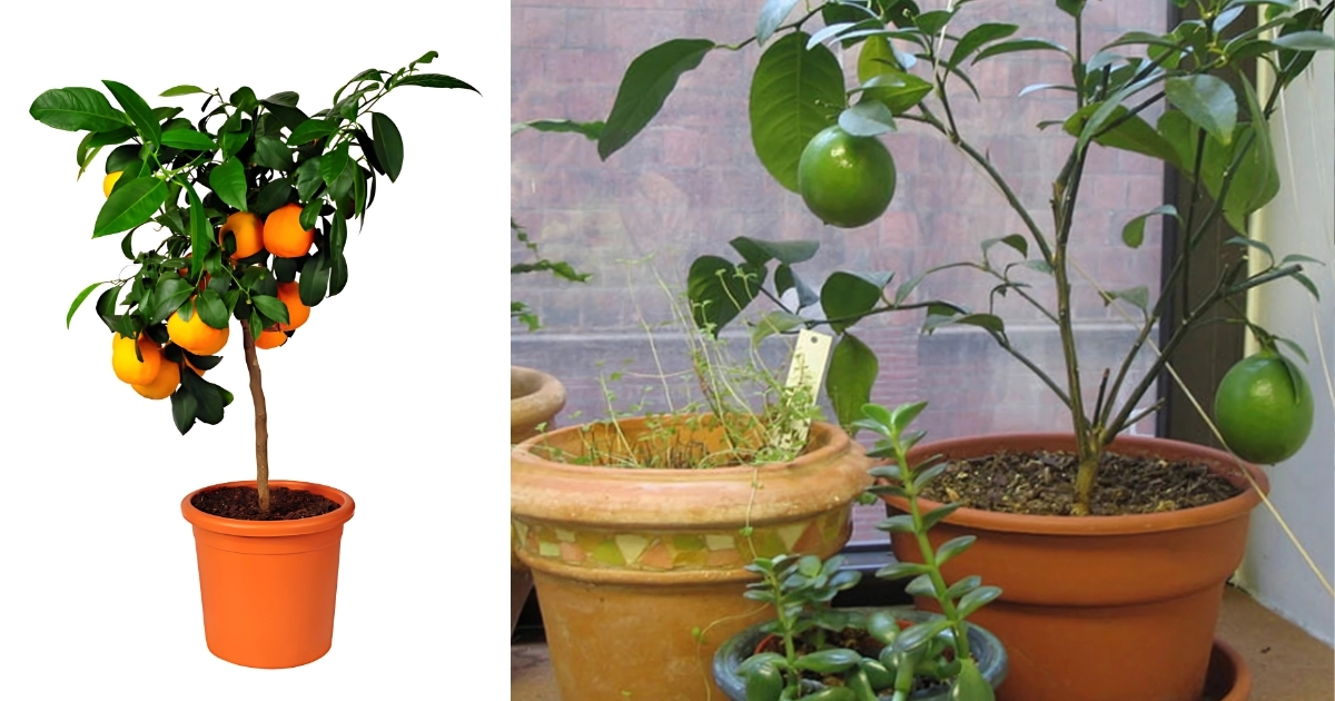 Kinh nghiệm trồng cây ăn trái trong chậu xi măng