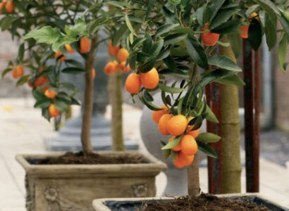 Kinh nghiệm trồng cây ăn trái trong chậu xi măng