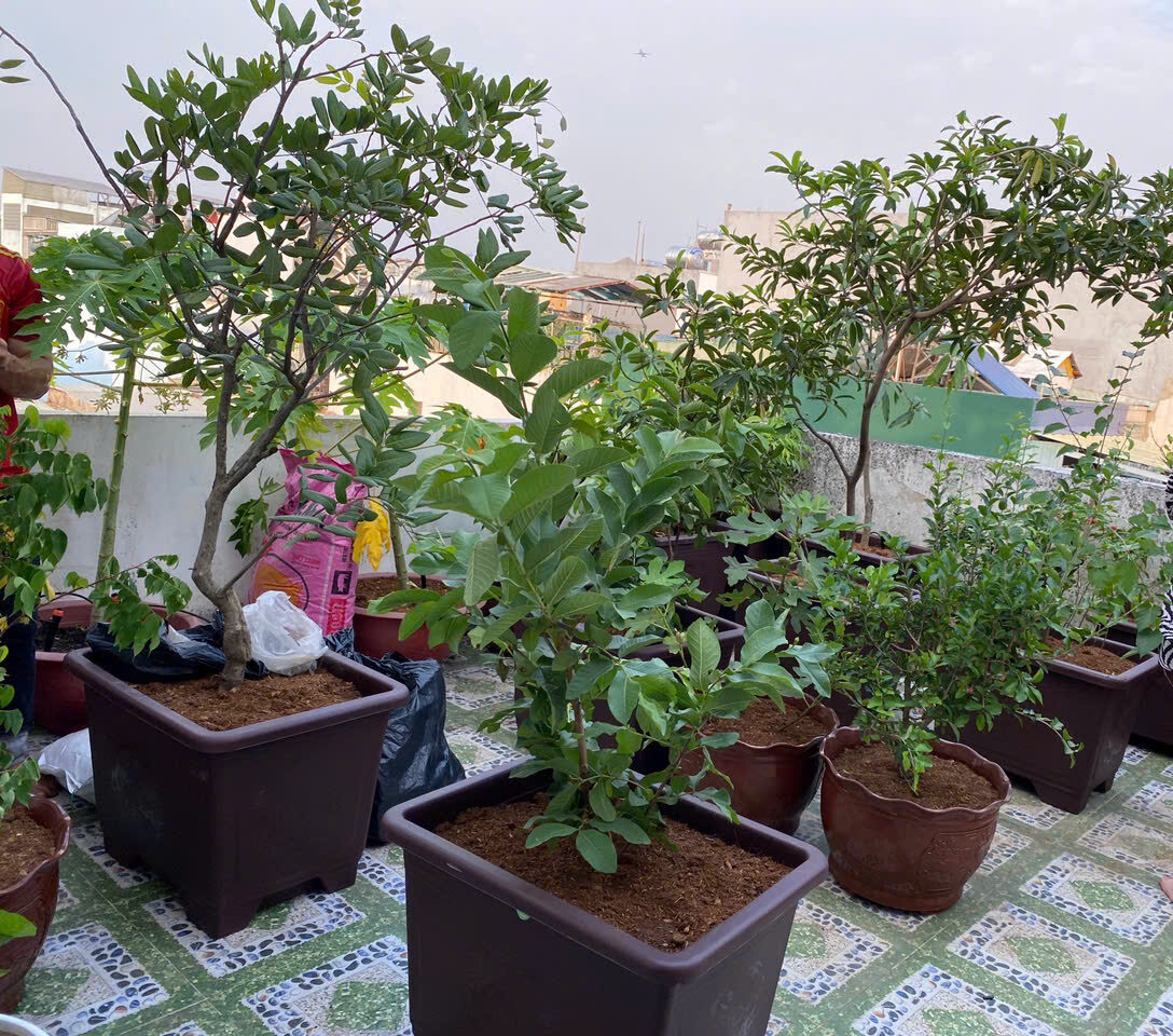 Kinh nghiệm trồng cây ăn trái trong chậu xi măng