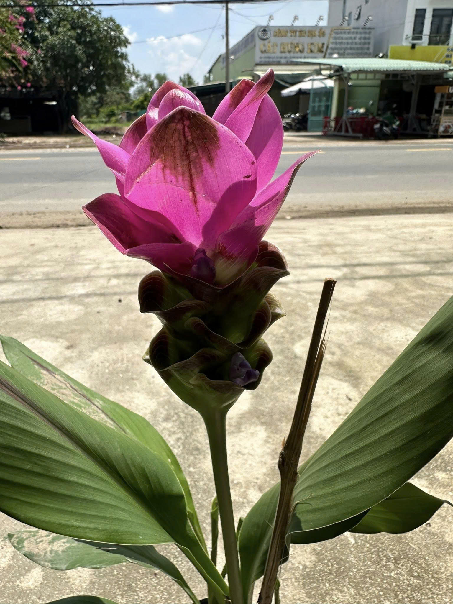 cây nghệ lá từ cô - hoa tulip Thái