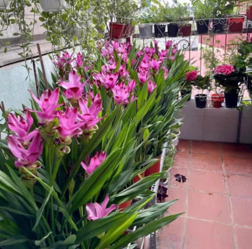 cây nghệ lá từ cô - hoa tulip Thái