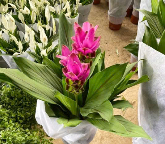 cây nghệ lá từ cô - hoa tulip Thái