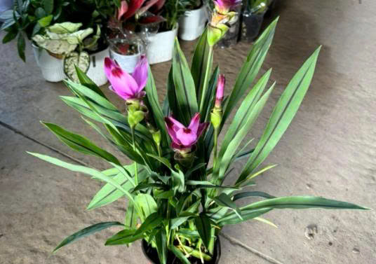 cây nghệ lá từ cô - hoa tulip Thái