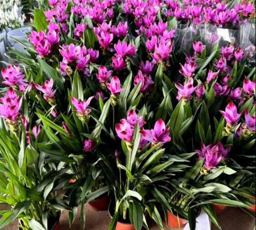 cây nghệ lá từ cô - hoa tulip Thái