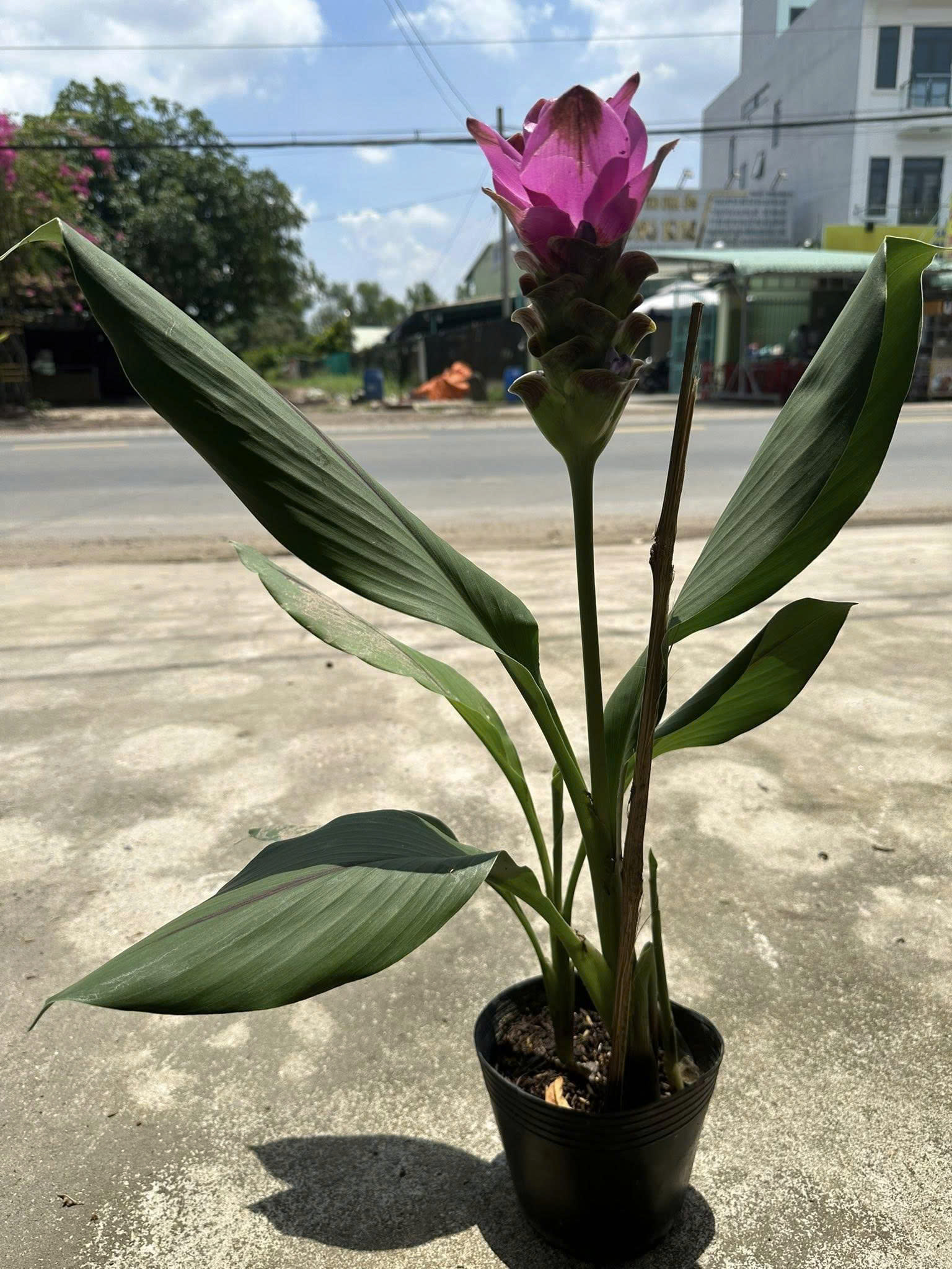 cây nghệ lá từ cô - hoa tulip Thái