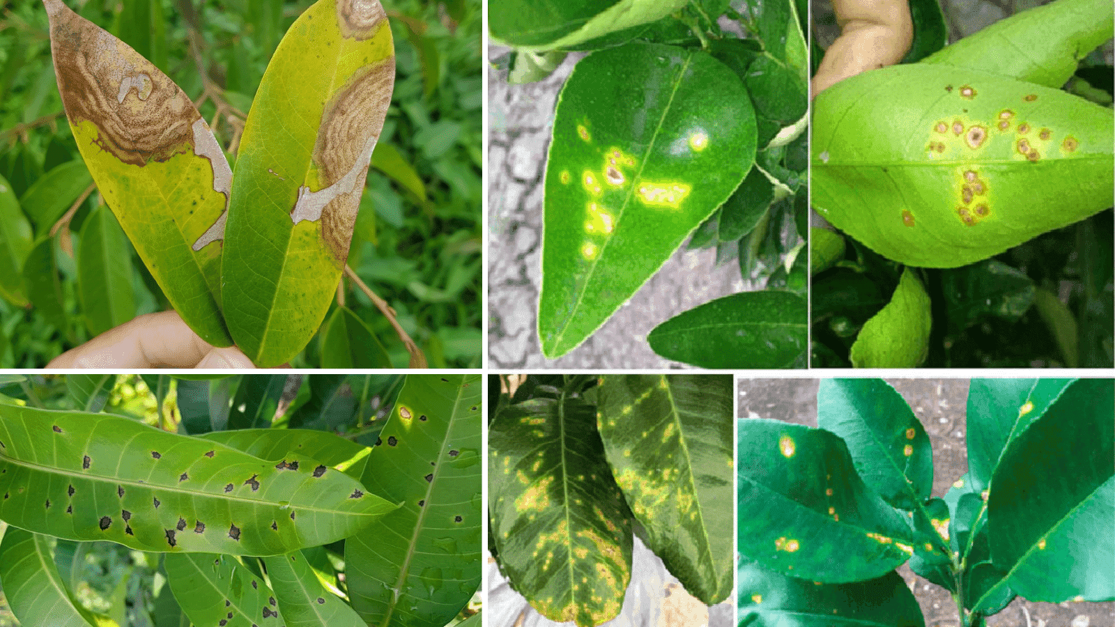 Cách phòng bệnh cho cây ăn trái bằng phương pháp tự nhiên