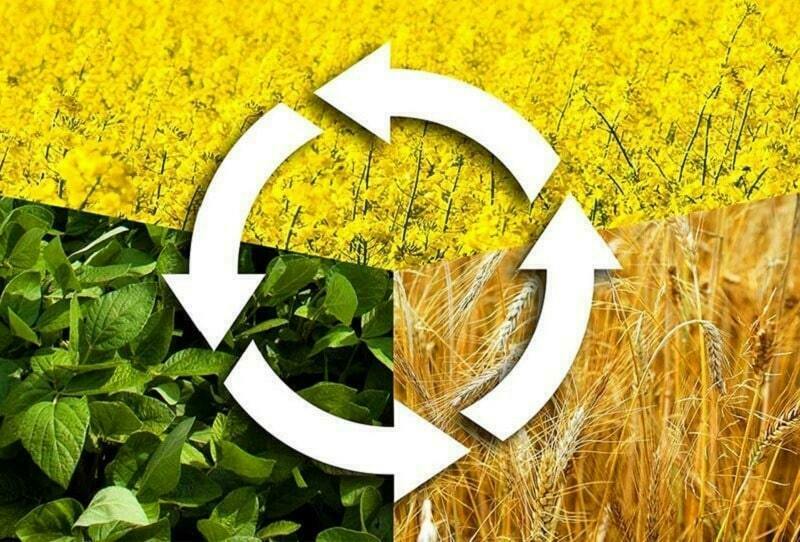 Trồng xen canh và luân canh hợp lý