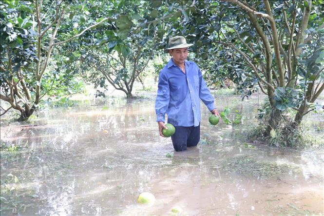 phòng bệnh cây ăn trái mùa mưa