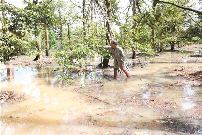 phòng bệnh cây ăn trái mùa mưa