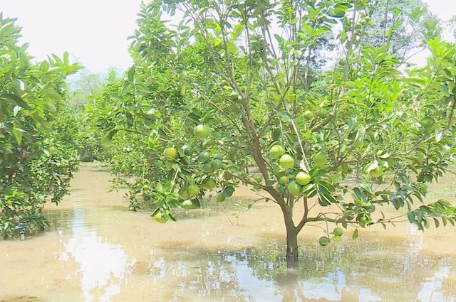 Phòng bệnh cây ăn trái mùa mưa – Giữ vườn cây khỏe mạnh và năng suất | Cây  Ăn Trái Dễ Trồng