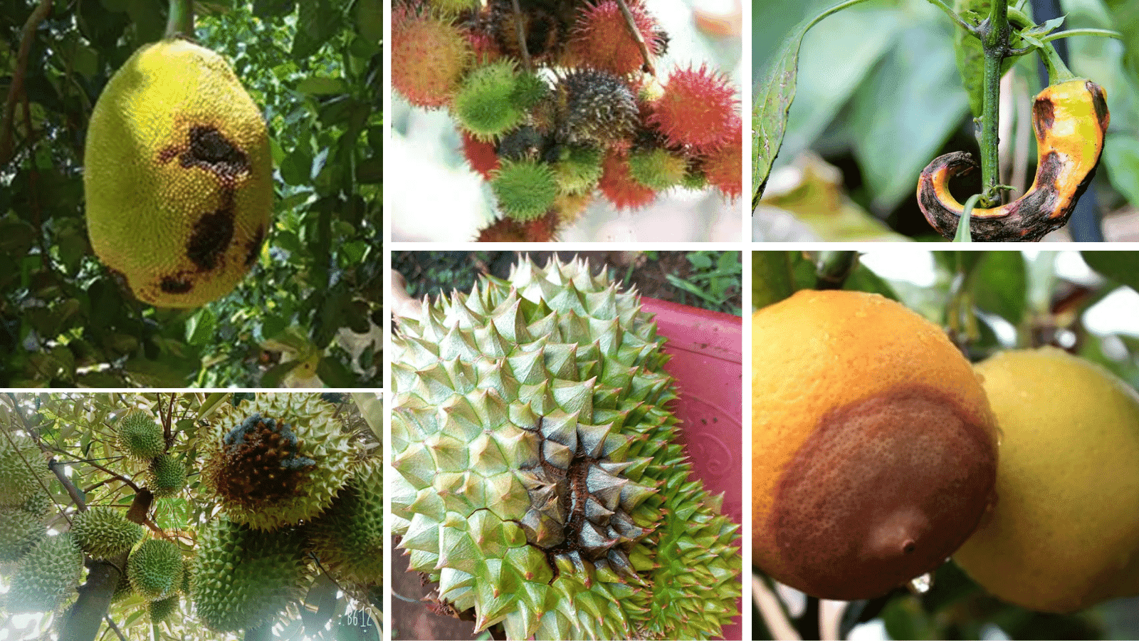 Cách phòng bệnh cho cây ăn trái bằng phương pháp tự nhiên