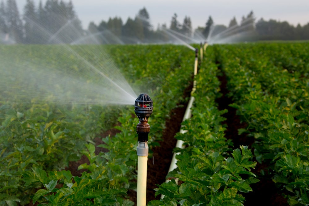 Cách tưới nước cho cây ăn trái trong mùa khô