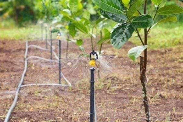 Cách tưới nước cho cây ăn trái trong mùa khô