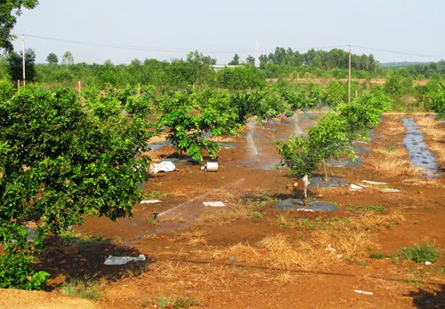 Cách tưới nước cho cây ăn trái trong mùa khô