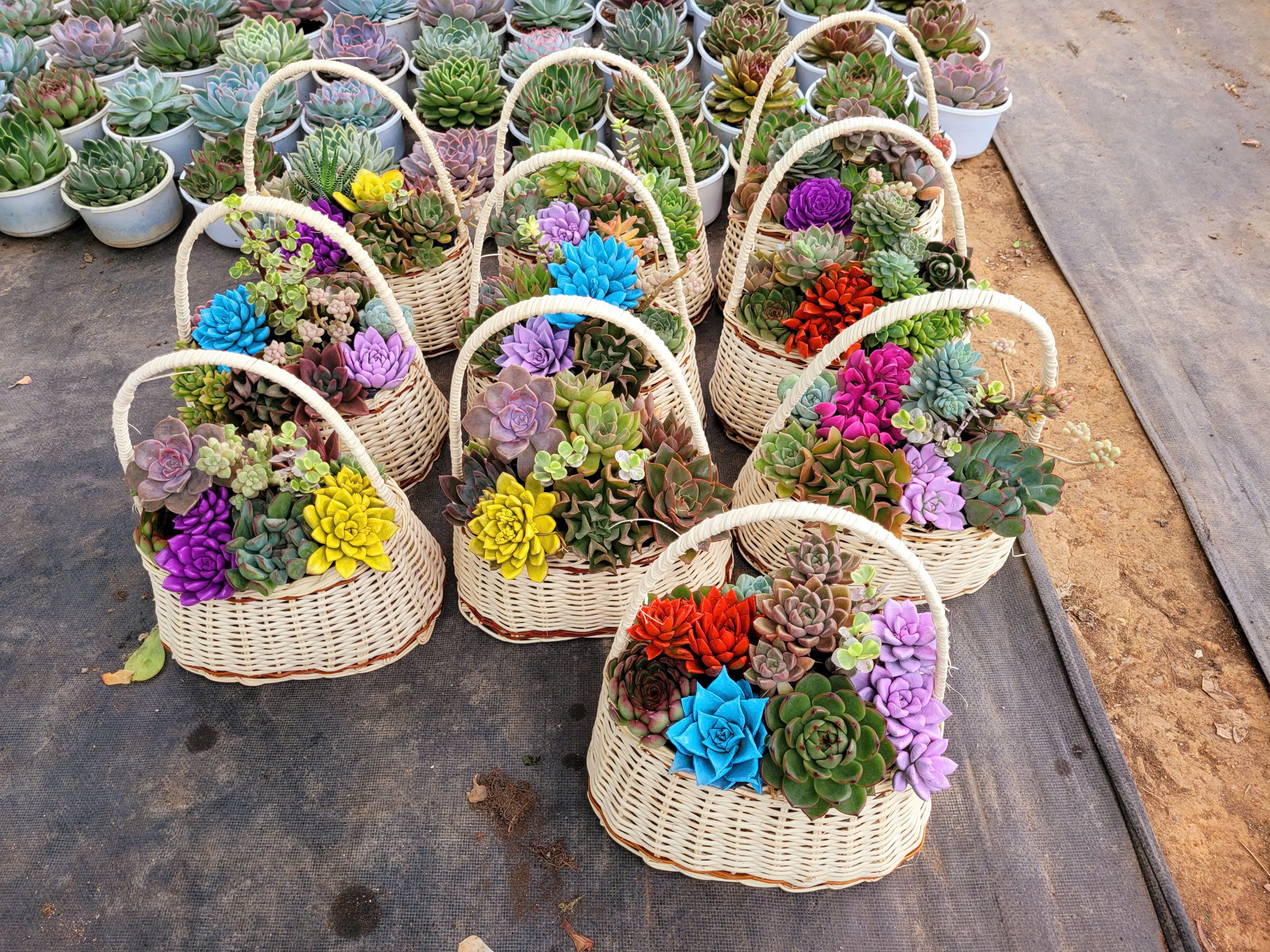 Giỏ quà tặng 20-10 tiểu cảnh sen đá 