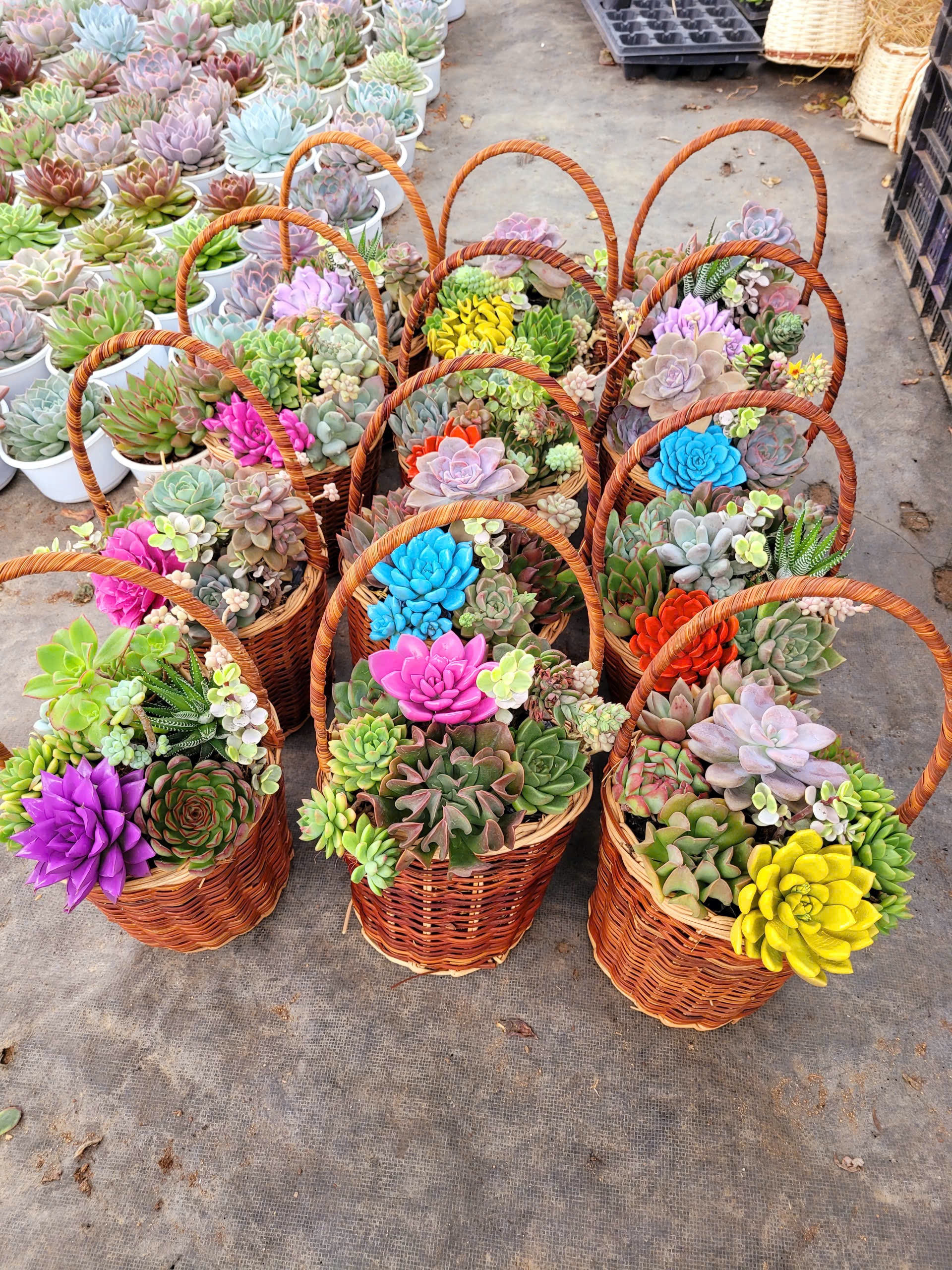 Giỏ quà tặng 20-10 tiểu cảnh sen đá 