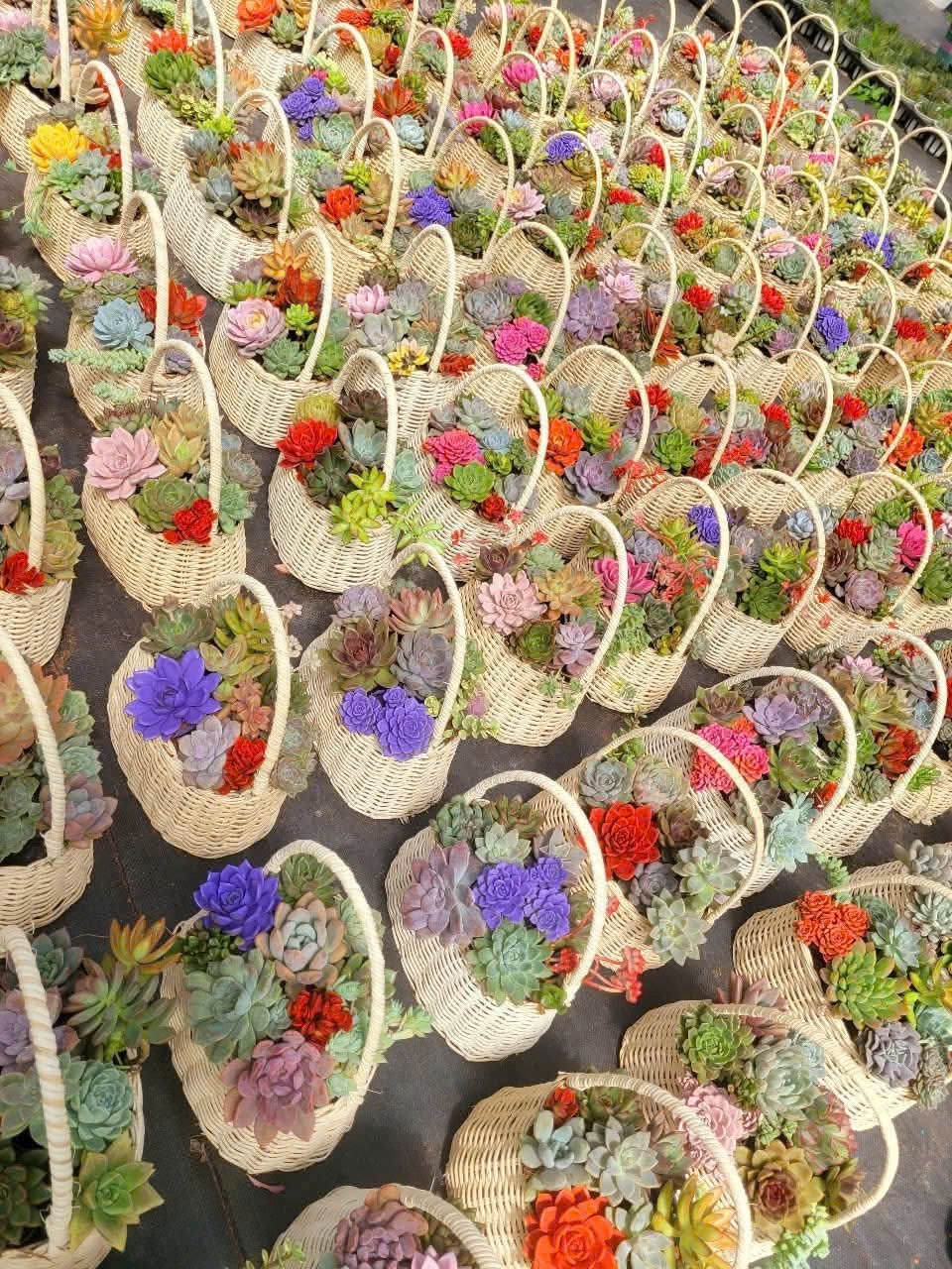 Giỏ quà tặng 20-10 tiểu cảnh sen đá 