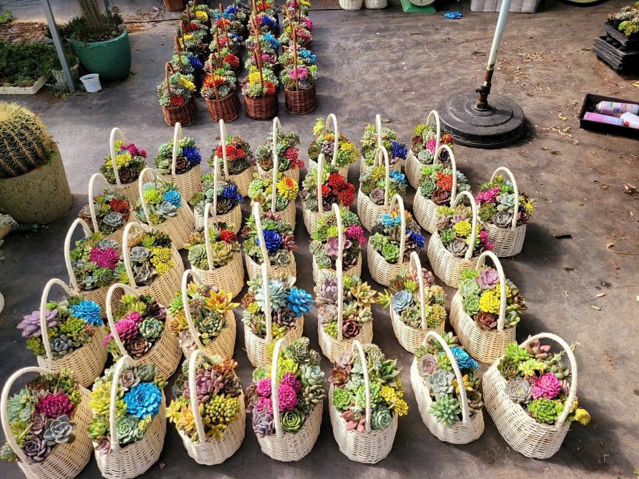 Giỏ quà tặng 20-10 tiểu cảnh sen đá 