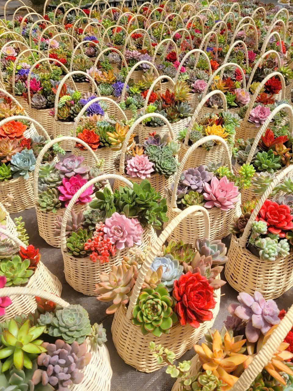 Giỏ quà tặng 20-10 tiểu cảnh sen đá 