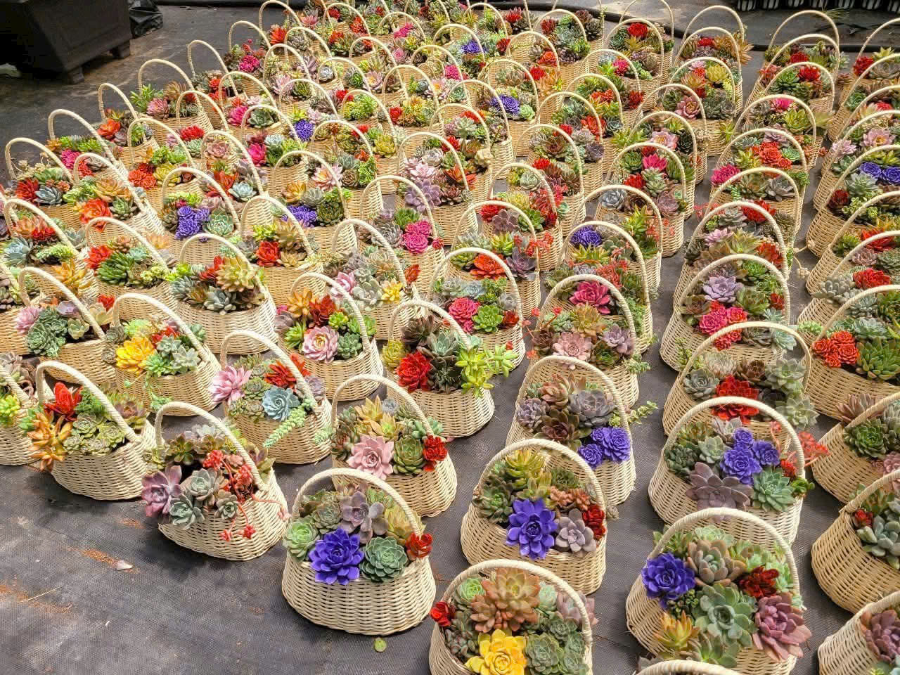 Giỏ quà tặng 20-10 tiểu cảnh sen đá 