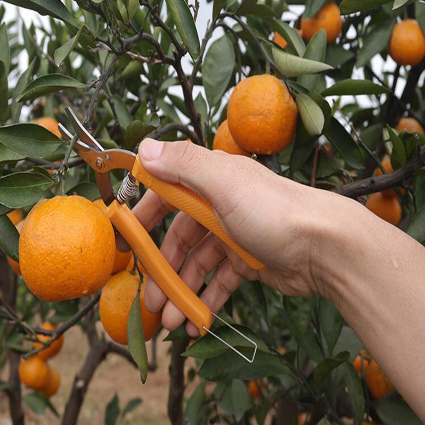 Kỹ thuật chăm cây ăn trái mùa khô