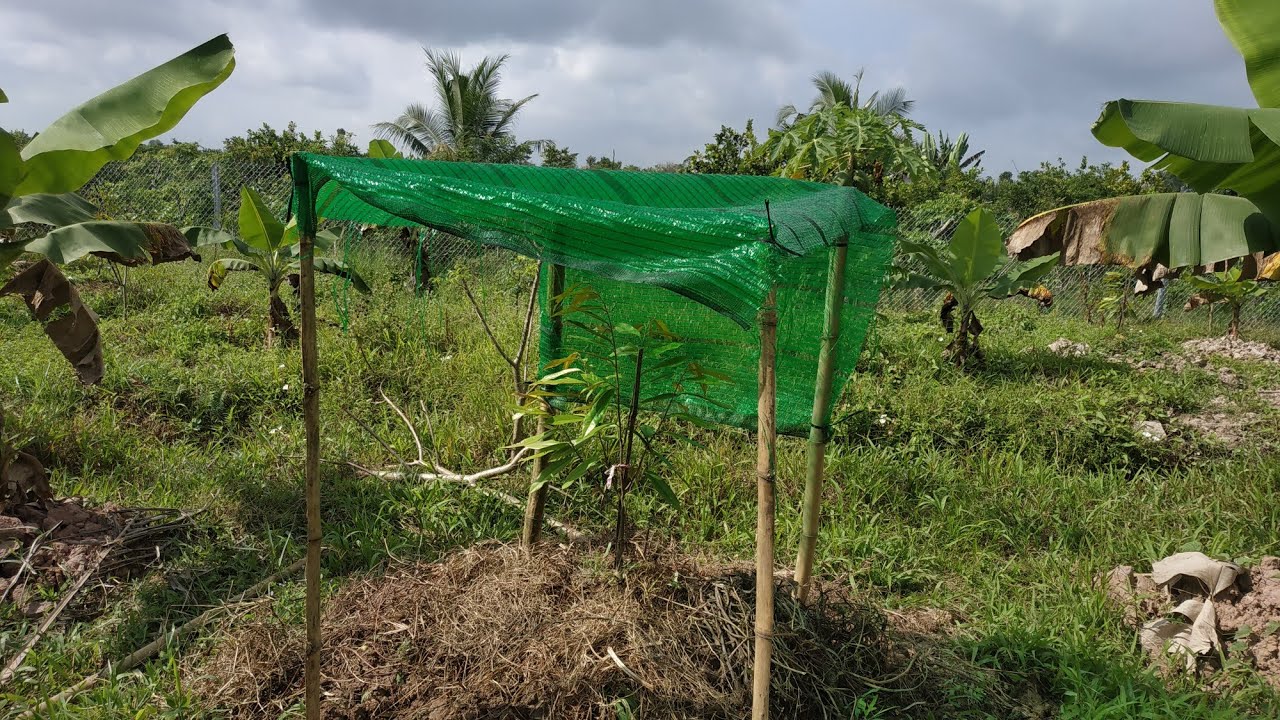 Kỹ thuật chăm cây ăn trái mùa khô