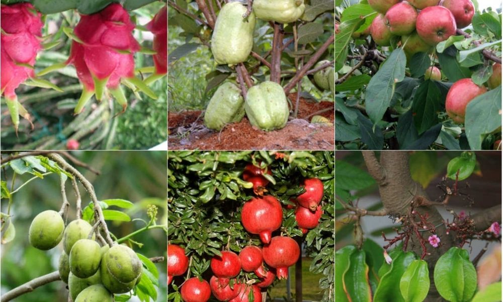 Kỹ thuật chăm cây ăn trái mùa khô