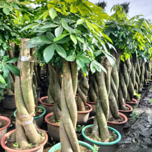 cây kim ngân size lớn