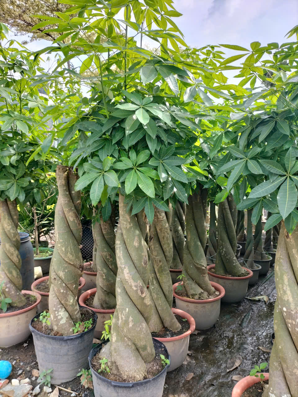 cây kim ngân size lớn 