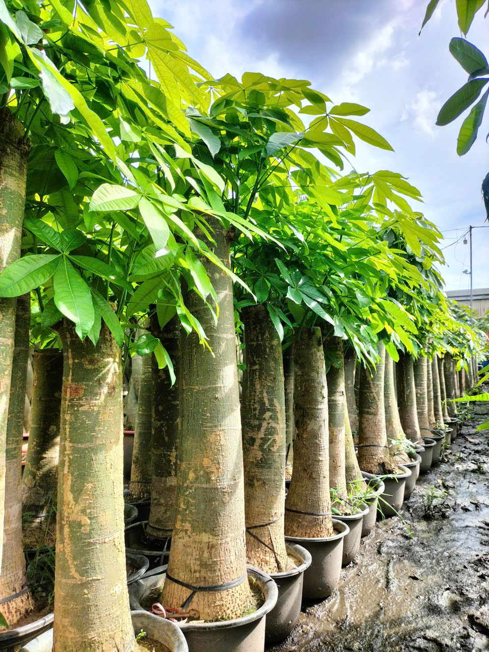 cây kim ngân size lớn 