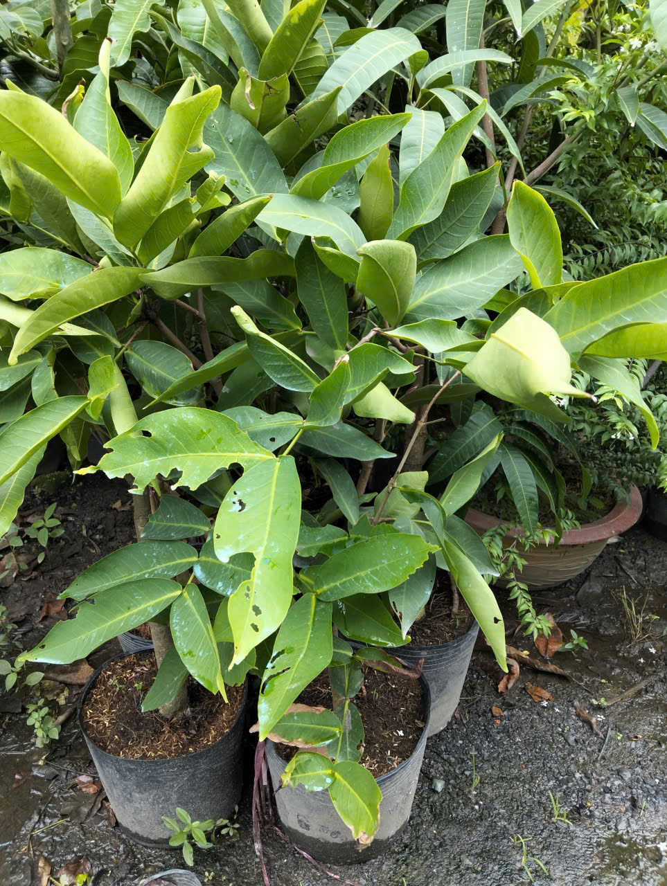 cây mận Thái xanh trồng chậu