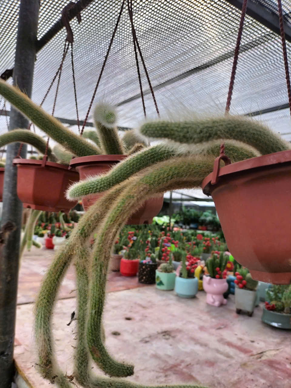 cây xương rồng đuôi cáo