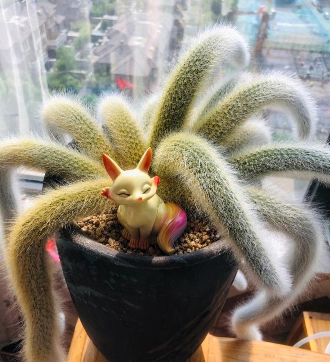 cây xương rồng đuôi cáo