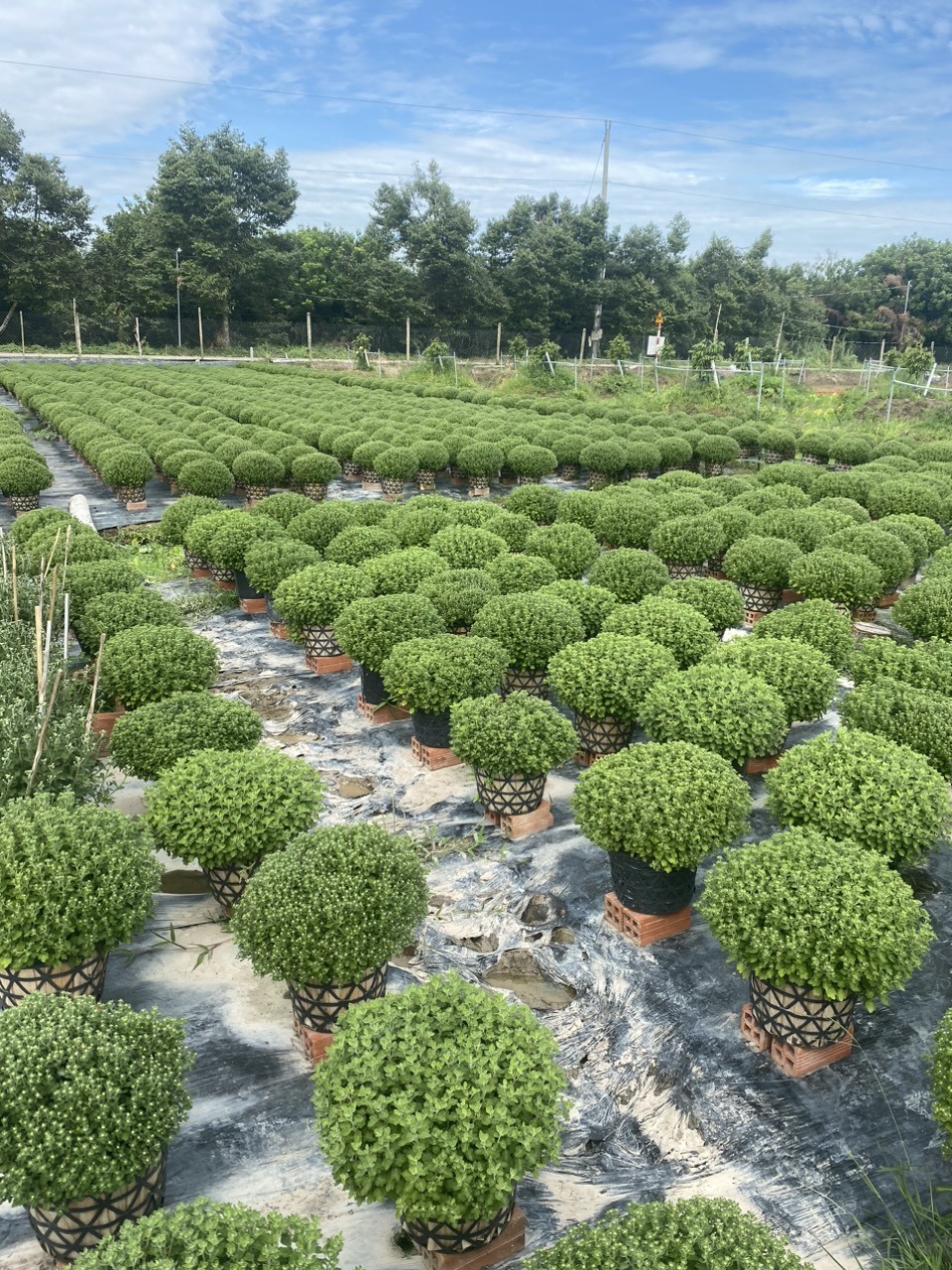 cúc mâm xôi trưng Tết 2026