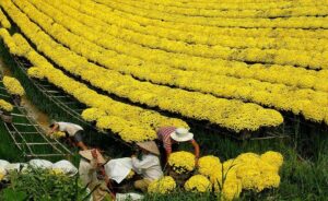 cúc mâm xôi trưng Tết 2026