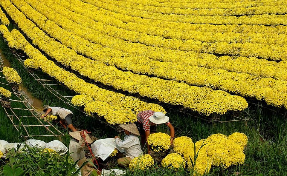 cúc mâm xôi trưng Tết 2026