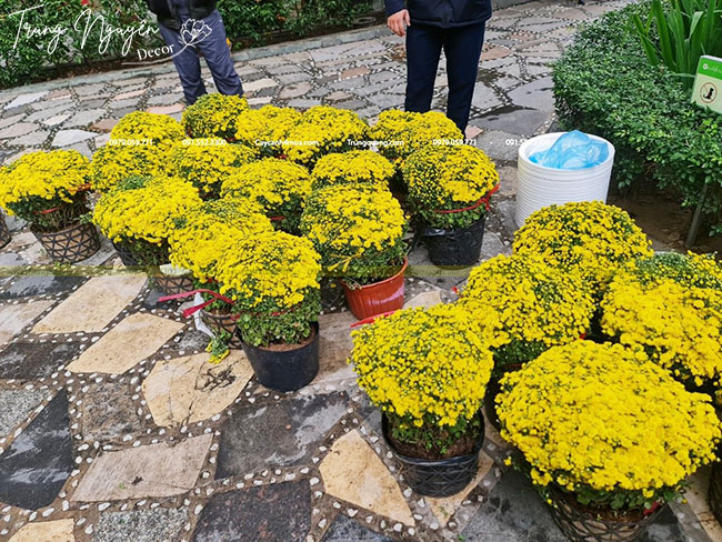 cúc mâm xôi trưng Tết 2026