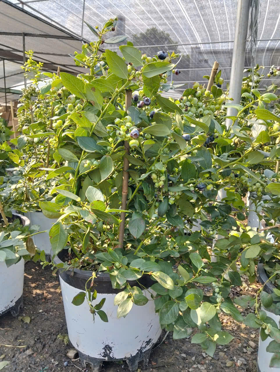 cay-viet-quat-tu-quy-5